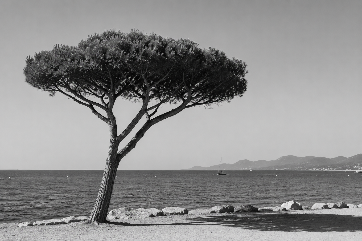 Een eenzame boom aan de kust, symbool voor wortels en groei